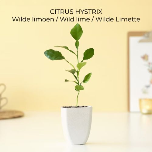 Trægave med Tiny Tony’s - Bild 8